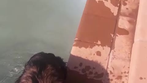 Swimming German Shepard