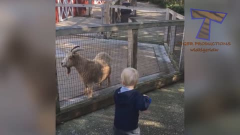 FORGET CATS! Funny KIDS vs ZOO ANIMALS are WAY FUNNIER! of the year