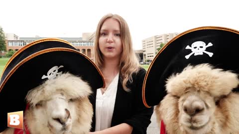 Alpacas Teddy and Truffle Show Support for Johnny Depp as Defamation Trial Concludes