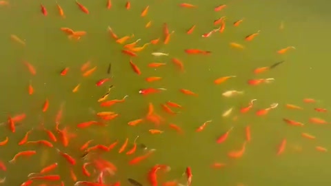 There are many small fish in the pond