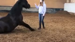 Horse Schooling