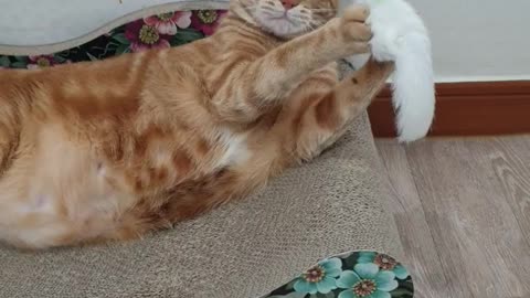 a cat lying down and playing furiously