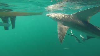Fishermen Have Close Encounter With A Shark Off The Florida Coast