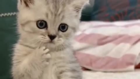Wow😺Cute baby cat||kitty cat||wonderful cat||