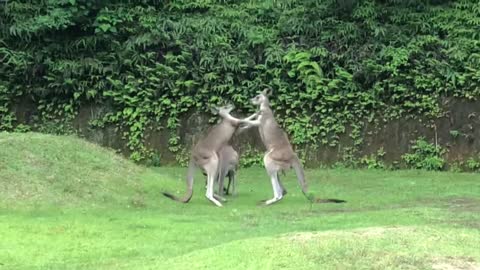 Kangaroo fight kick! punch!