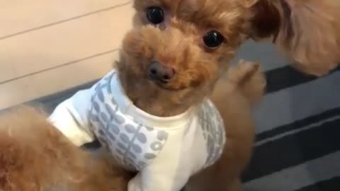 Dog with big ears eats cauliflower