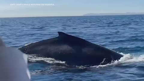 ♥Blue whale Atlantic Ocean 2023