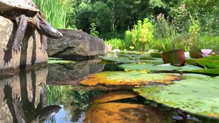 slowmotion Turtle jump