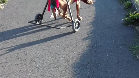 Doggo In Wheelchair Teaches Friend How To Use Wheelchair