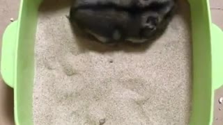 A tumbling hamster.