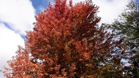 Autumn Maple A Blaze of Glory