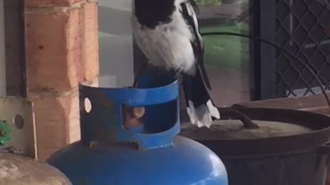 Butcherbird Sings Beautiful Song