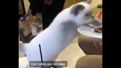 Funny Cats In very Funny Situation, crazy #4