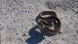 A Five Foot Gopher Snake Strikes at Me.