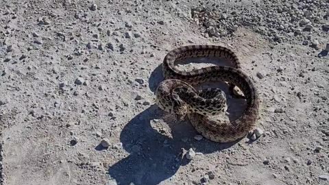 A Five Foot Gopher Snake Strikes at Me.