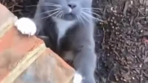 Cat singing funny video _ Short Сat 😹
