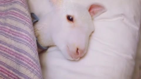 Prince the Lamb Tucked Into Bed