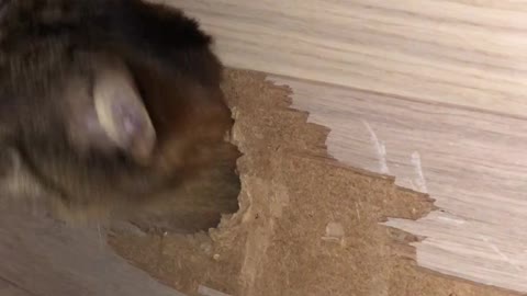 Cat Trapped in Newly Built Staircase