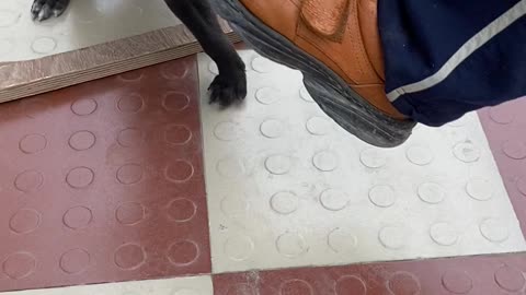 NEWLY ADOPTED DOG BITING SHOES.