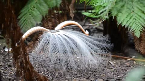 Amazing bird in its unique movements and tweet and transforms its shape to attract its partner.