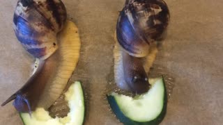African Snails - Eating contest - Time-laps