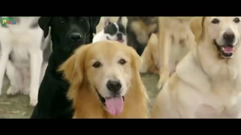 Dogs fighting with prakash raj & sonu sood - comedy scenes.