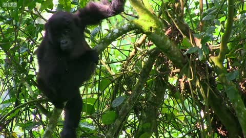 Wild Gorilla Fight | Gorilla Family and Me | BBC Earth