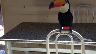 Adventurous Toucan Takes the Tobacco