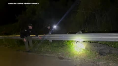 Sheriff's deputies remove alligator from highway in Brunswick Co ABC News