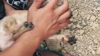 Saving a Puppy with CPR