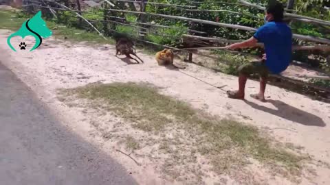 Tiger prank attacking the dogs