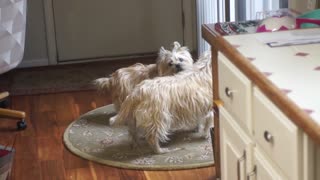Dogs super excited upon owner's return home