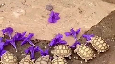 Baby tortoise hatching 😍