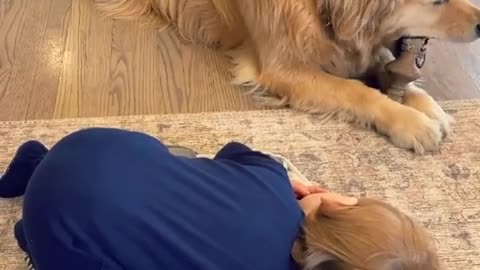 perrito lindo más divertido jugando con niño