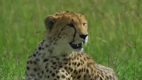 Big Cats In HD | Video Footage