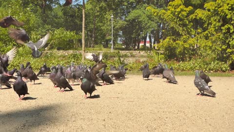 Video for pigeons birds lover