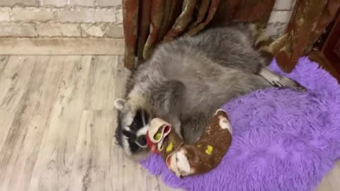 Raccoon loves his favorite bedspread like crazy 2