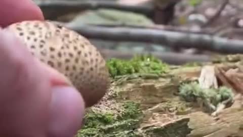 Oddly Satisfying video #shorts