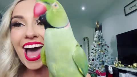Shy parrot adorably saying "hello" to everyone . how quite!