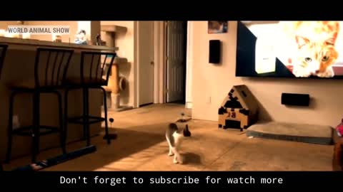 Funny cats and dogs hilarious compilation 2021