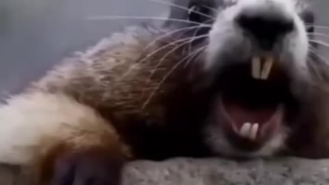 Rat Funny Voice