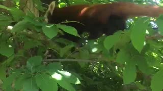 Beautiful Red Panda 🐼
