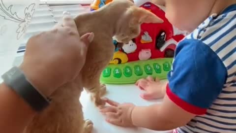 Funny video .. cat and baby