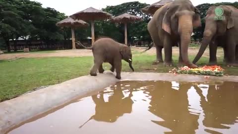 Baby Elephant Wan Mai Outing - ElephantNews