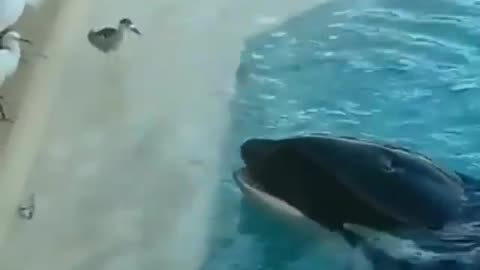 See how dolphin prepare for his meal 🥗
