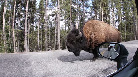 Buffalo Traffic Jam in Yellowstone (pre floods)