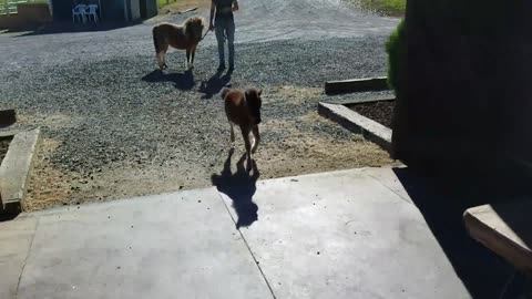 miniature Horse working like strongly