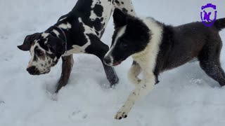 Snow day for the Coolwag pups