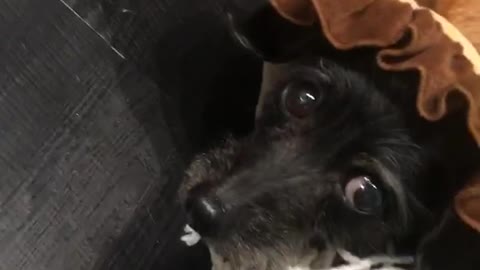 Dog with lion cone on head