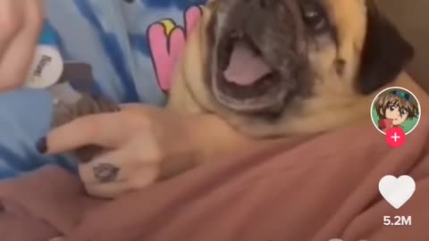 Funny Dog Screaming For He's Life 🤣